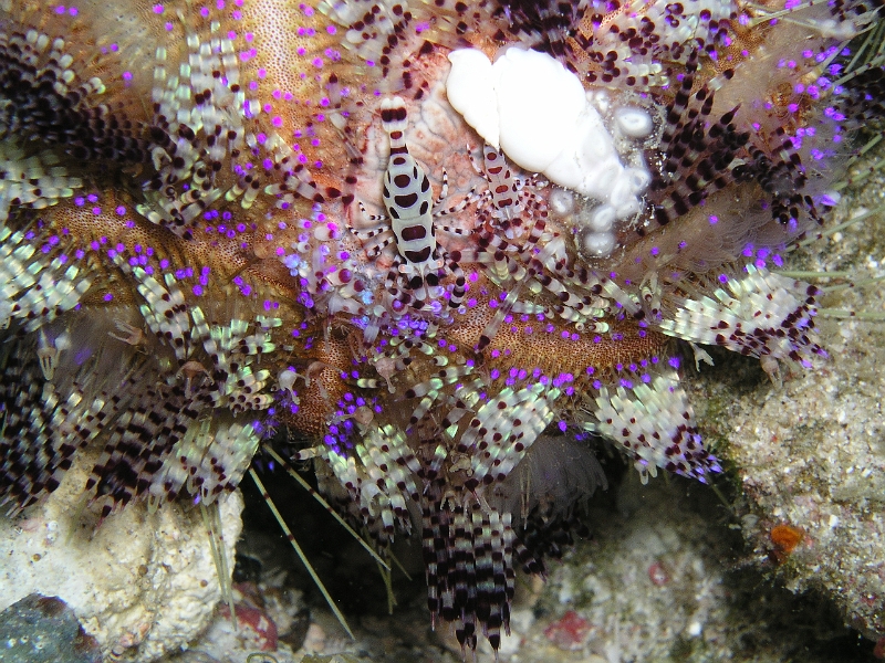 Leder-Anemone m.Garnele.JPG